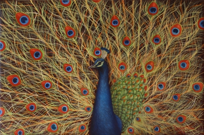 Dancing Peacock