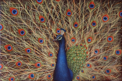 Dancing Peacock