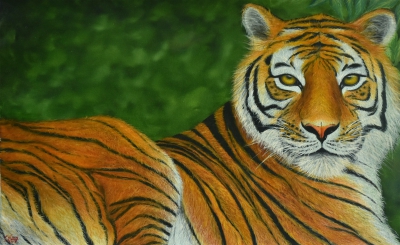 Mesmerizing Tiger